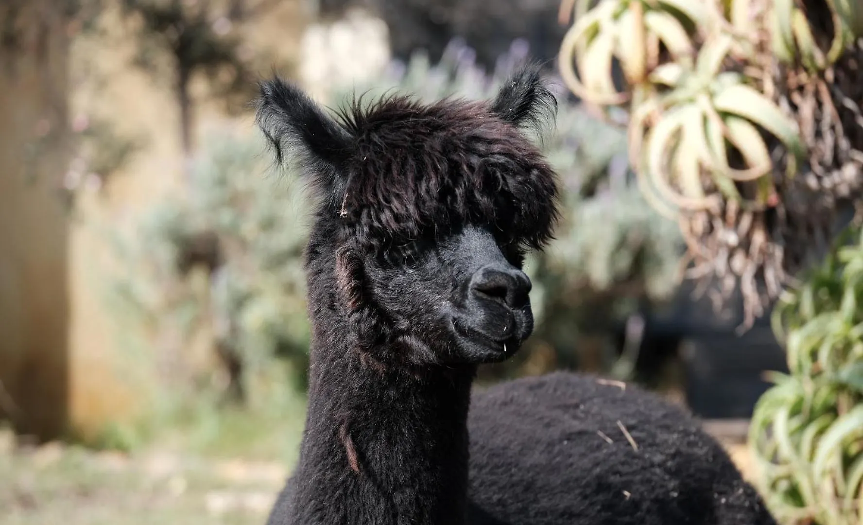 Alpaca Retreat In Crofter'S Valley Kapstadt